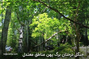 جنگل درختان برگ پهن مناطق معتدل
