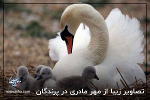 تصاویر زیبا از مهر مادری در پرندگان