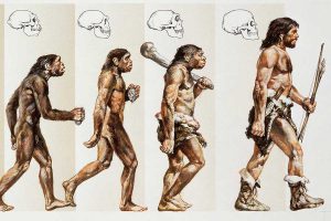 The theory of evolution