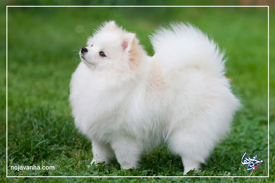 عکس سگ پامر سفید