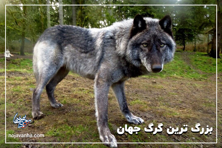 بزرگ ترین گرگ های جهان
