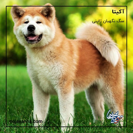 عکس  سگ آکیتا از انواع سگ های نگهبان