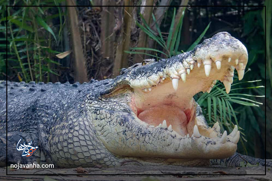 بزرگترین خزنده جهان: تمساح آب شور ( Crocodylus porosus )