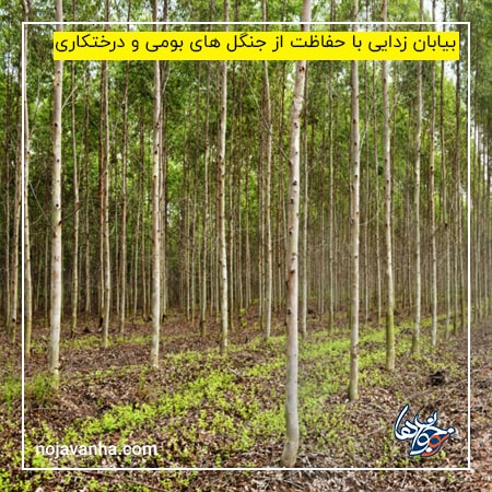 بیابان زدایی با حفاظت از جنگل های بومی و درختکاری