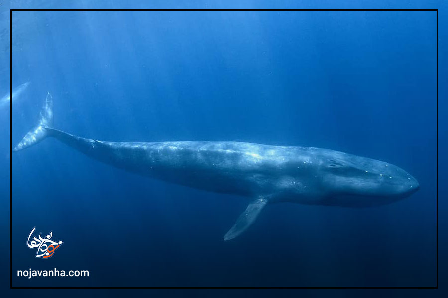 بزرگترین حیوانات جهان: نهنگ آبی ( Balaenoptera musculus )
