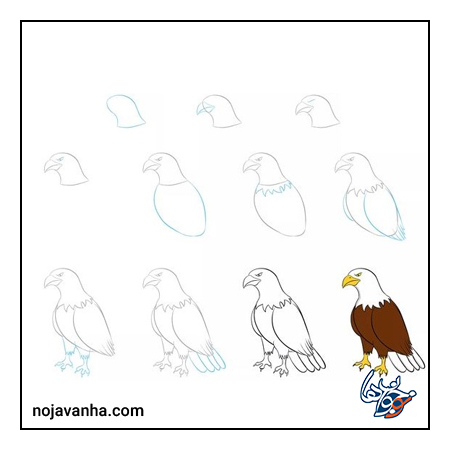 آموزش نقاشی عقاب ساده