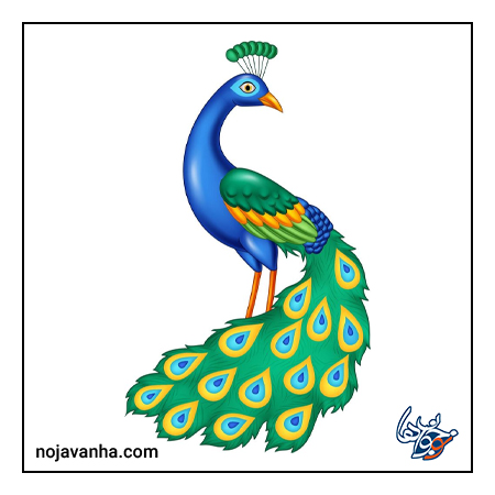 آموزش نقاشی طاووس زیبا