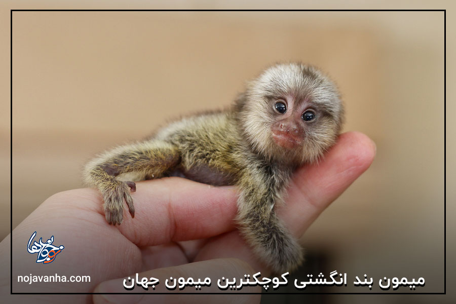 میمون بند انگشتی کوچکترین میمون جهان