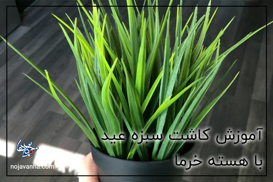 آموزش کاشت سبزه عید با هسته خرما